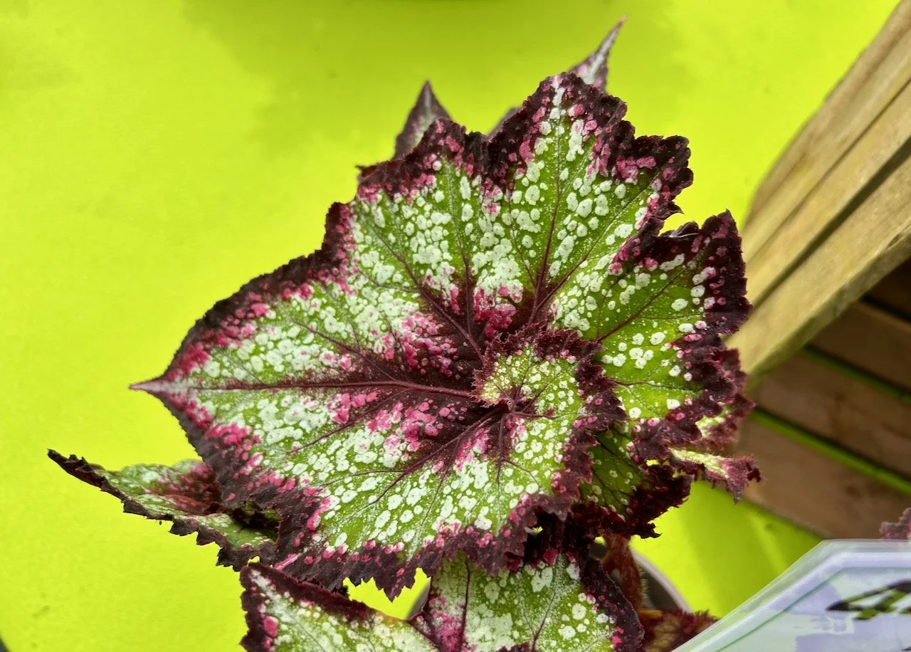 HOT OFF THE POTTING BENCH - GARDENERS' WORLD LIVE 2026