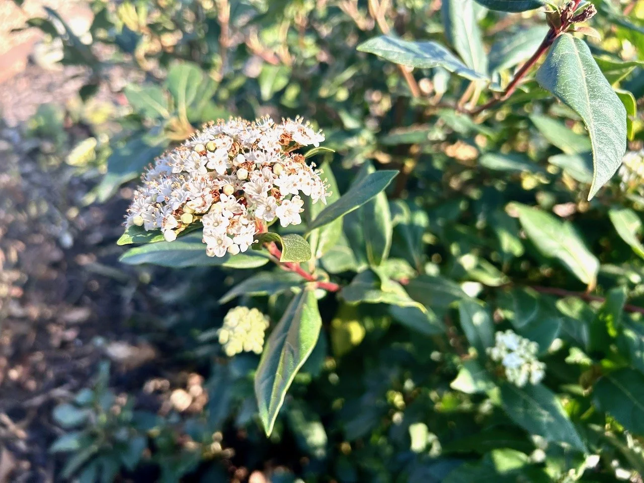 A white flowering vibernum