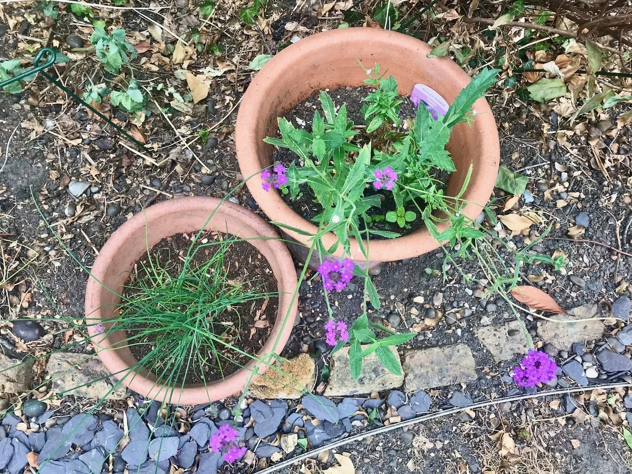 The new verbena in flower with several purple blooms alongside the chives - both in pots in a barer than usual part of the border