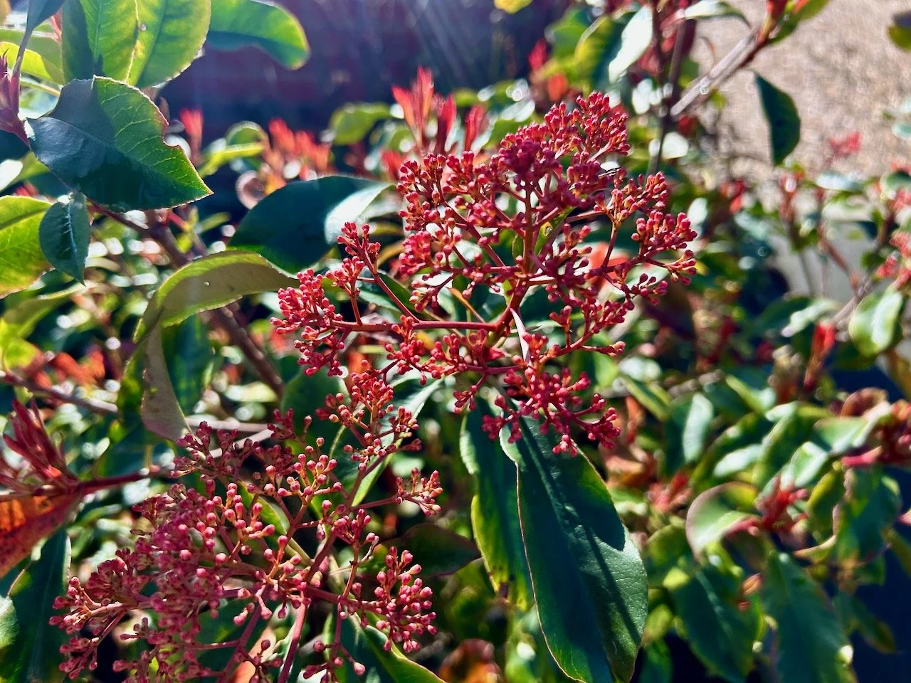 the same red robin bush but this time the start of the flowers - which almost look like coral with their form and colour