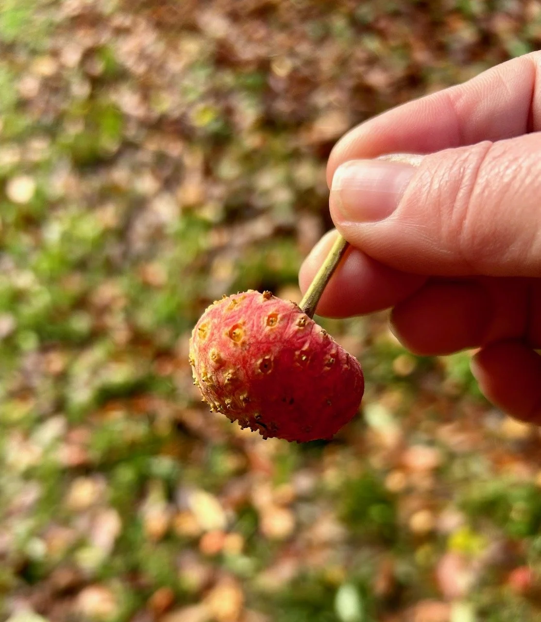 Holding the fruit of a dogwood