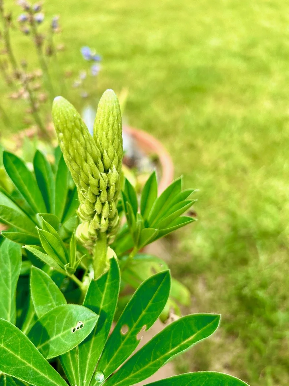 a double headed lupin flower not quite yet flowering