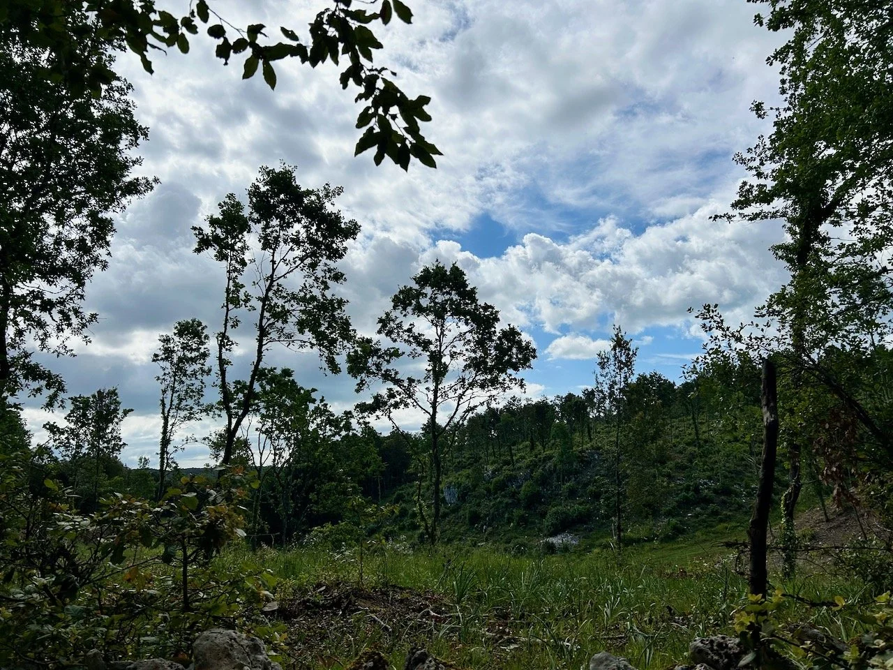 Looking through the trees and foliage to cloudy skies