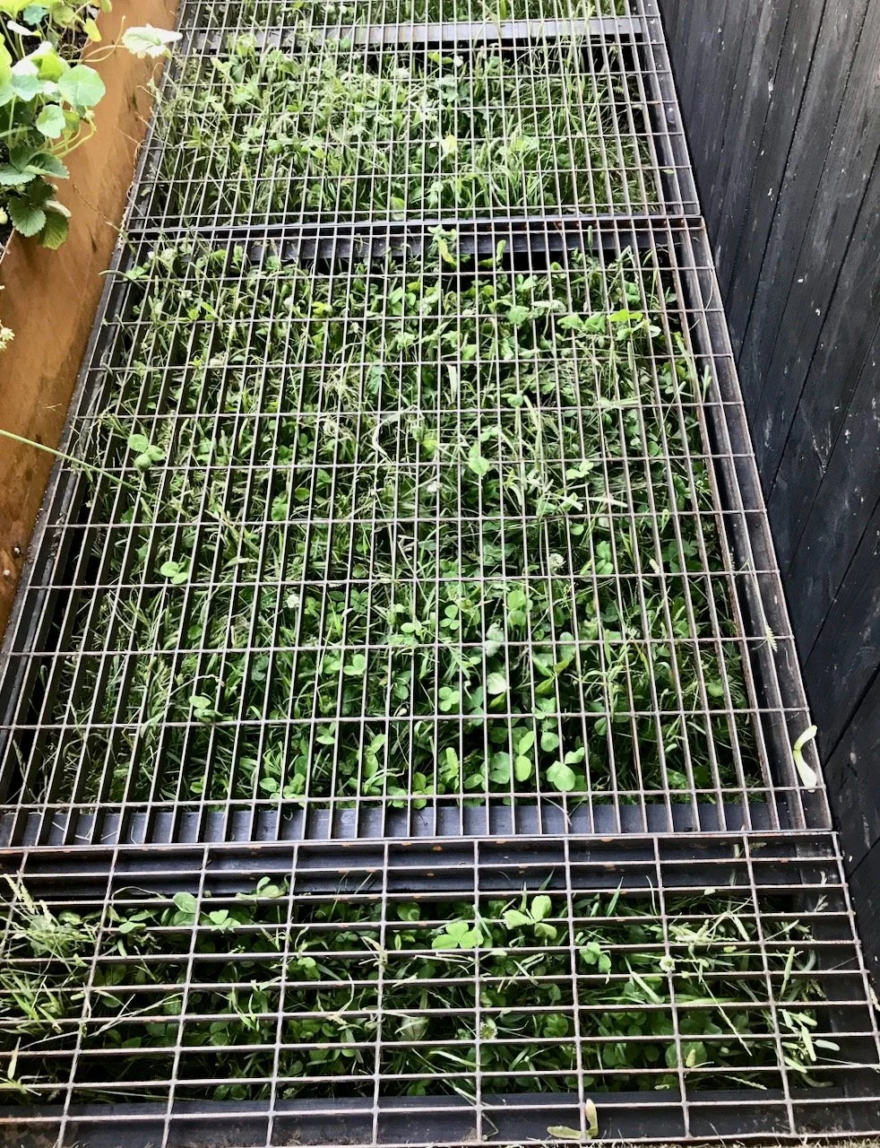 A closer look at the metal grill with plants and water beneath