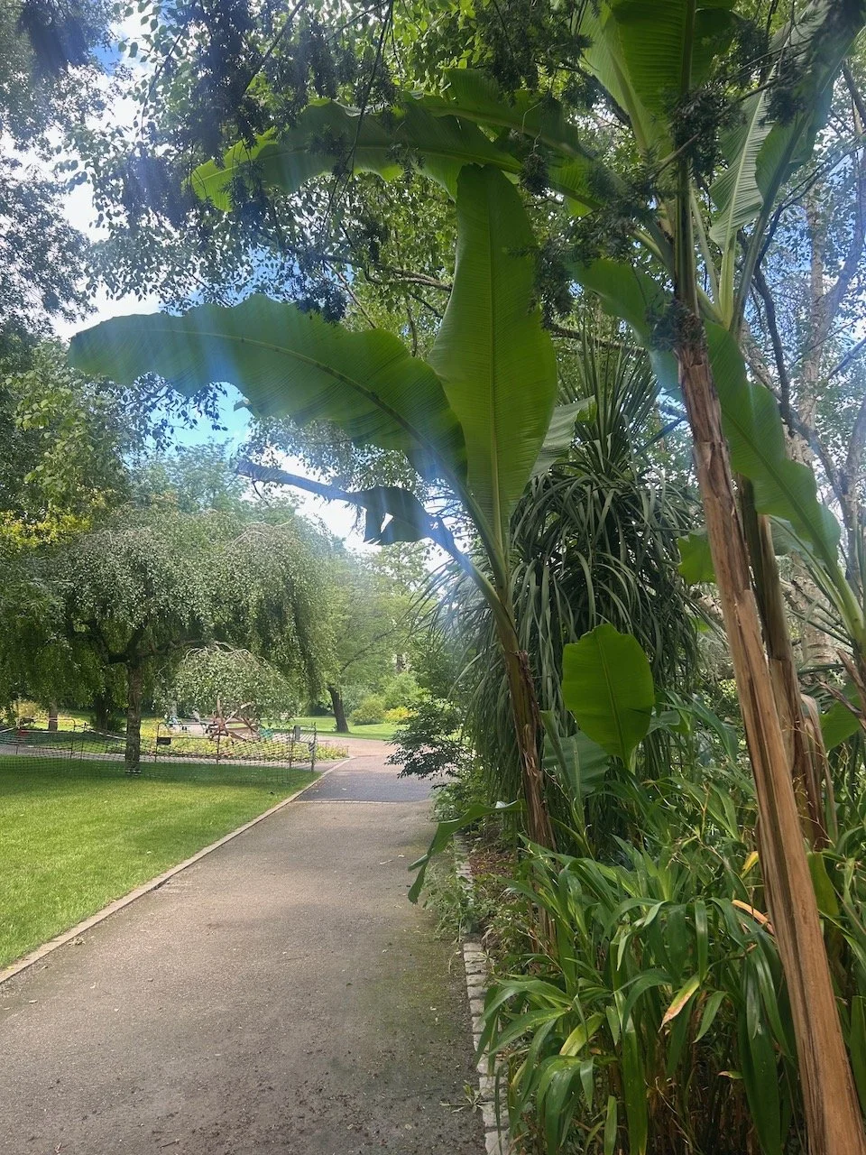 banana leaves towering above the path