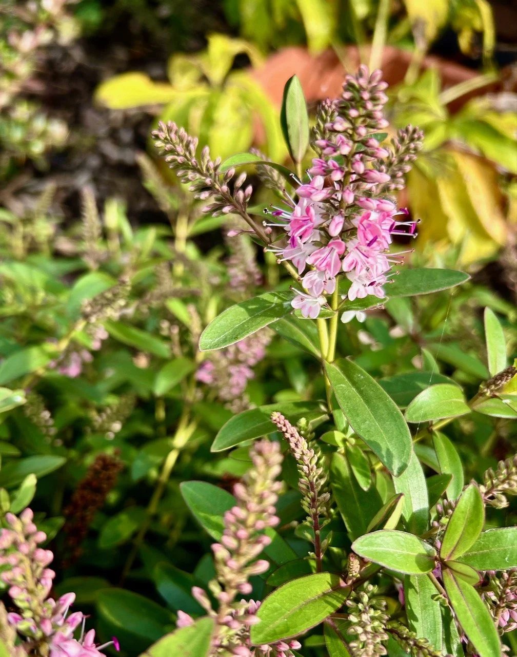 The start of the pink flowers on the hebe