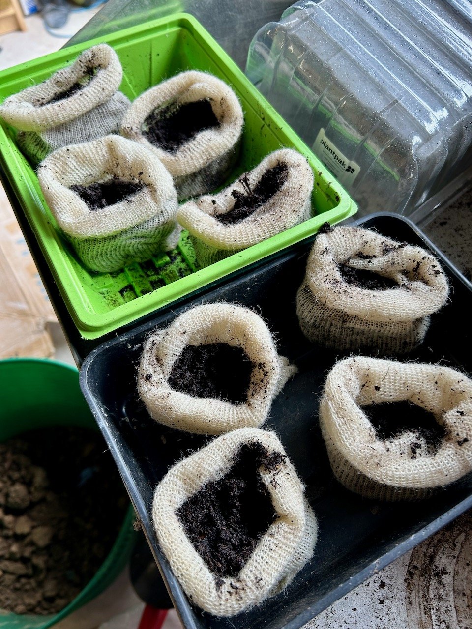 Four wool pots in each half seed tray, filled with compost and planted with sunflower seeds