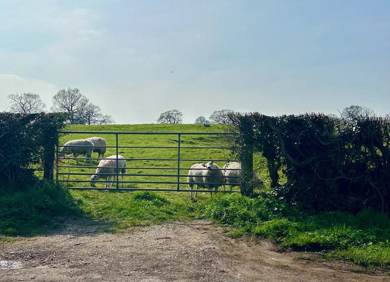 A group of sheep in the fields at East Stoke mostly interested in eating the grass, apart from one which is more interested in the metal gate