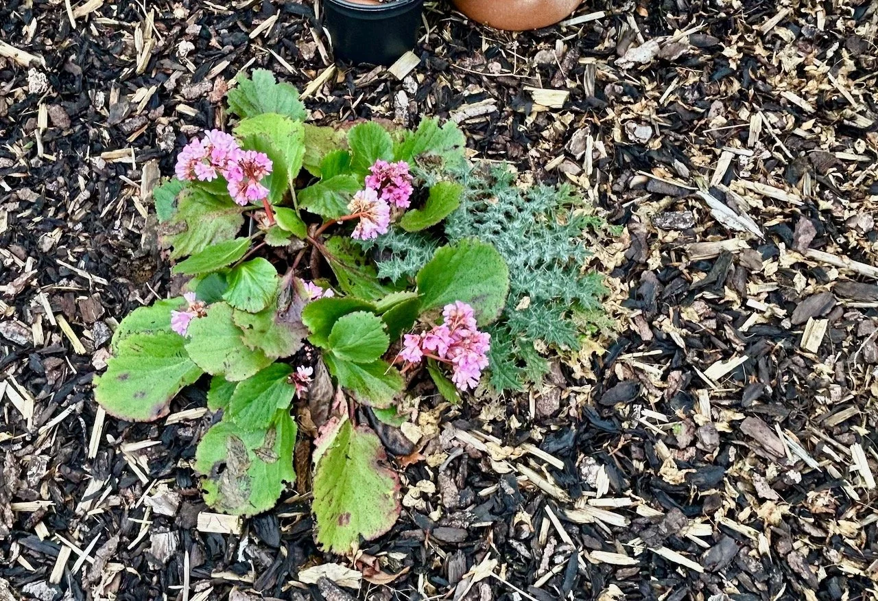Pink flowering elephant ears and a giant weed