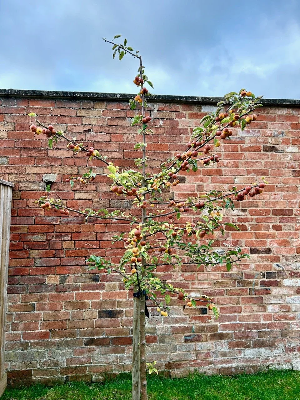 A trim and tidy up for the crab apple tree - relieving the branches of some of the weight from the fruit