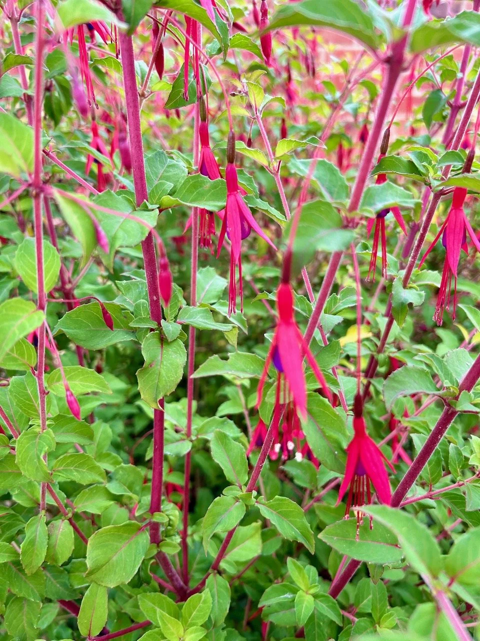 The flowering fuschia standing upright