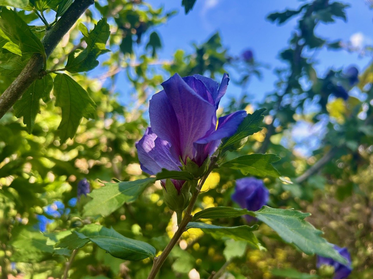 Nottinghamshire's tropical garden 