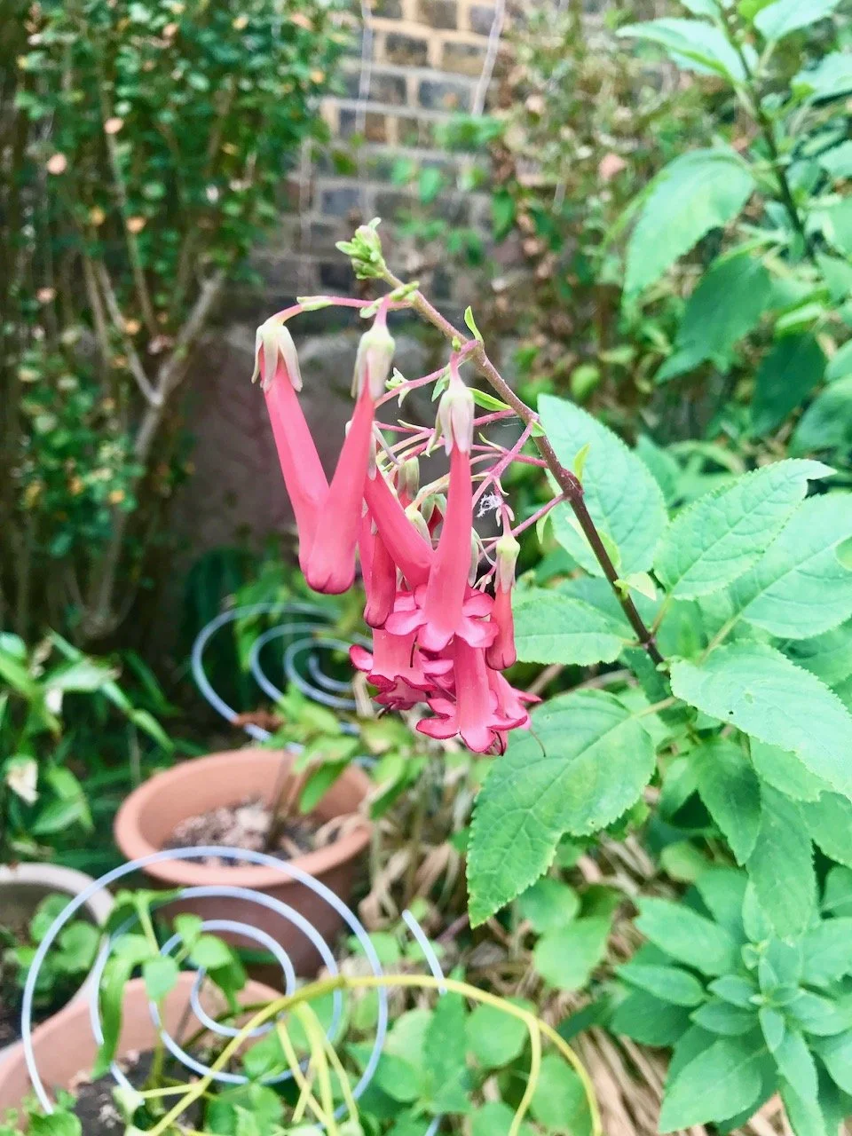 Pink bell shaped flowers in bloom at the far end of the garden