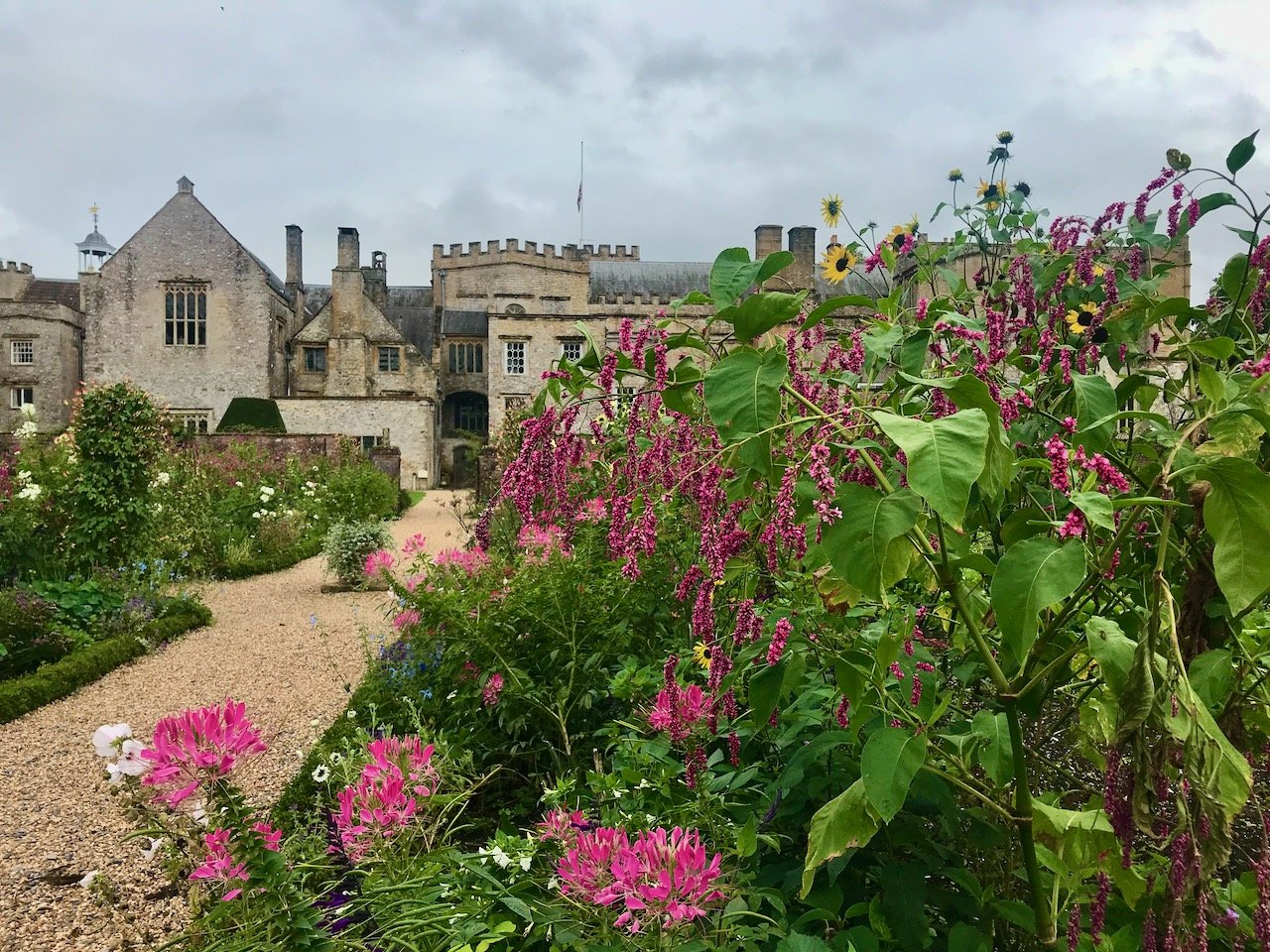 Forde Abbey partially obscured by pink flowering plants in its garden in the foreground