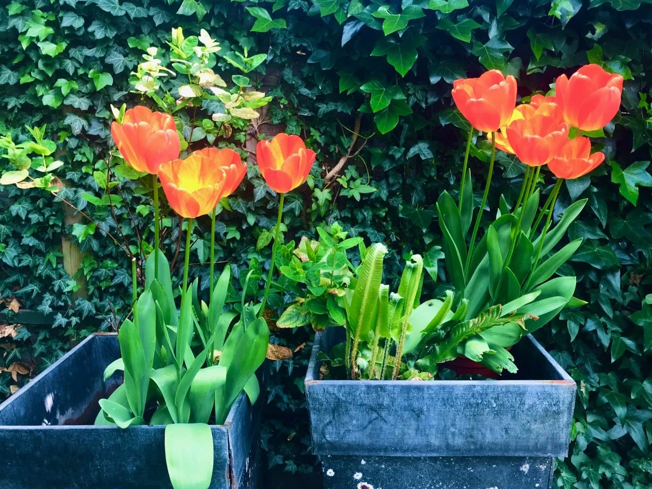 orange and yellow tulips in pots with ferns