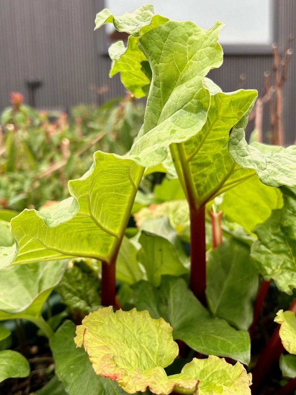 early growth on the rhubarb