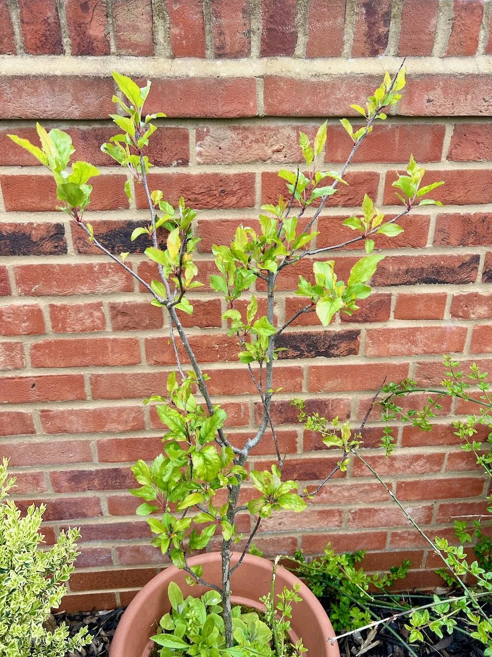 The small apple tree is also back in leaf, still in its London pot