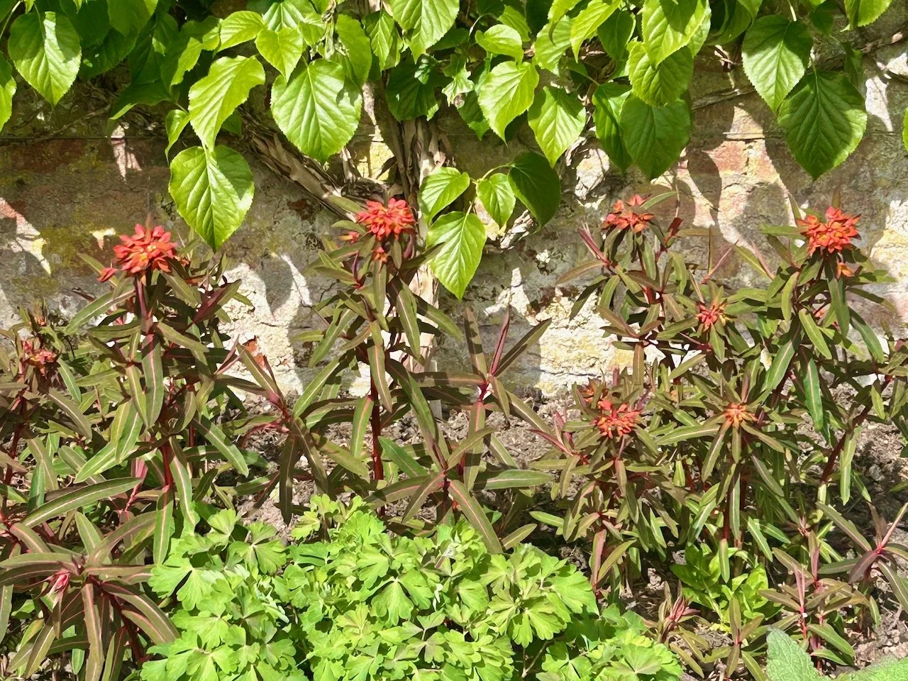 An orange flowering 'spicy' euphorbia which caught my eye