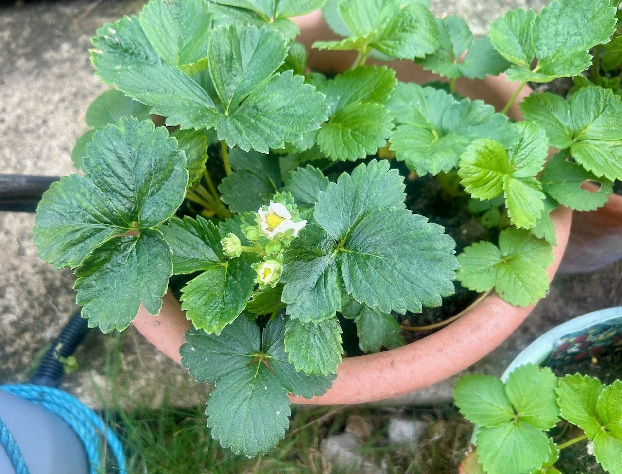 strawberry flowers - and the promise of fruit to come