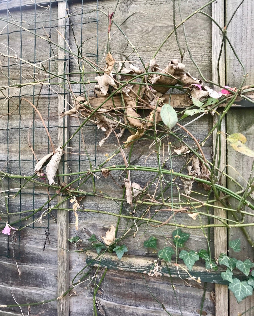 fallen leaves caught by the trellis and jasmine on the fence