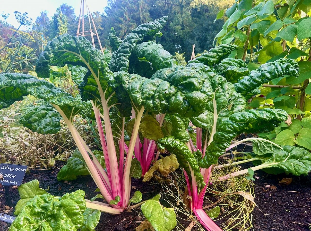 The bright pink stems of the ruby chard growing at Scampston Hall