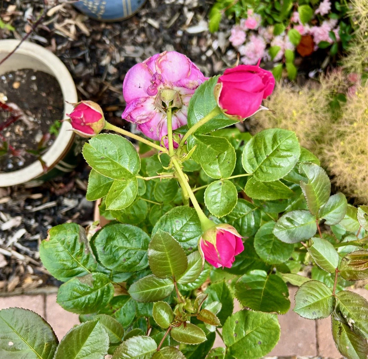 rosebuds on one of our potted roses