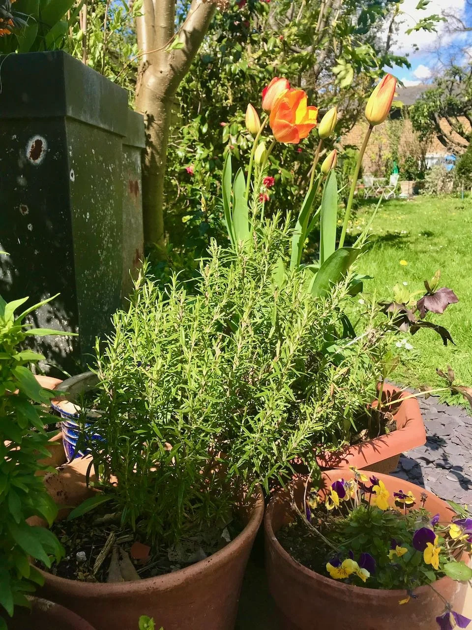 A sunny day early in the month looking up the garden through the rosemary and tulips already in bud