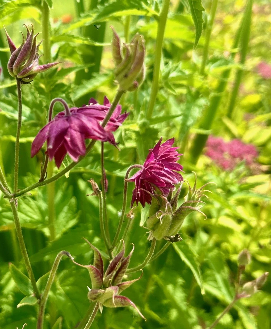 A cerise granny's bonnet