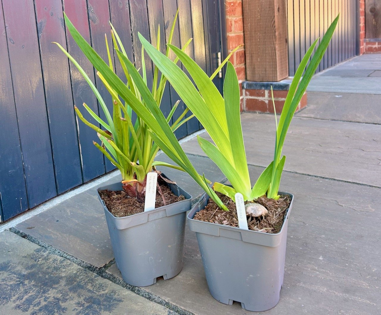 New puchases: a red hot poker and an iris