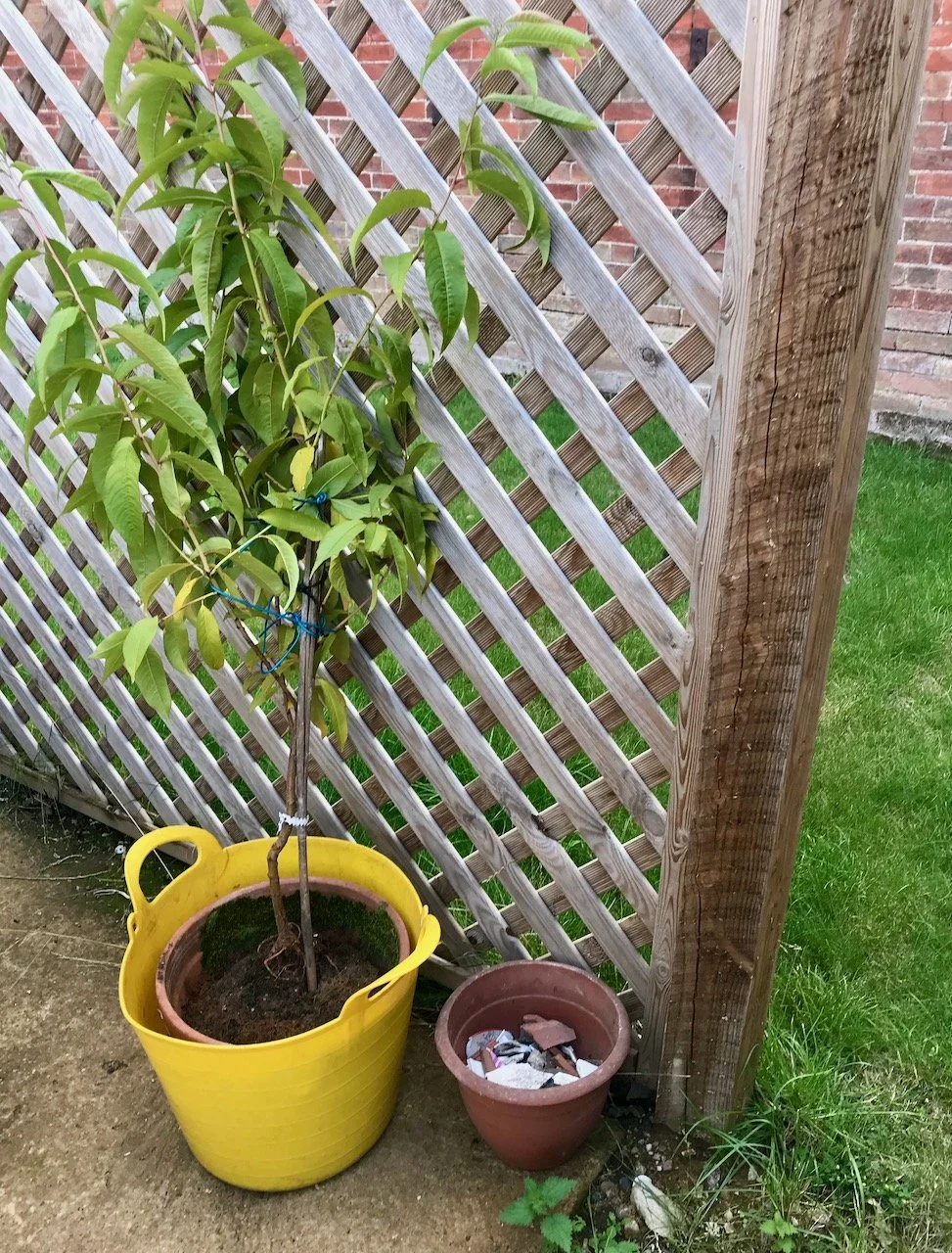 But first a good drink - the nectarine plant soaking in a yellow trug
