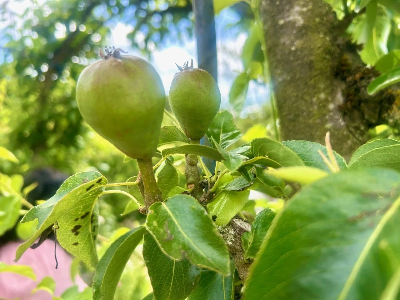 A couple of pears