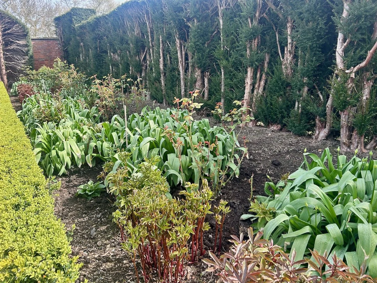 Clumps of plants in the deep terraced border at Powis Castle with evergreens at the rear, having had a good trim