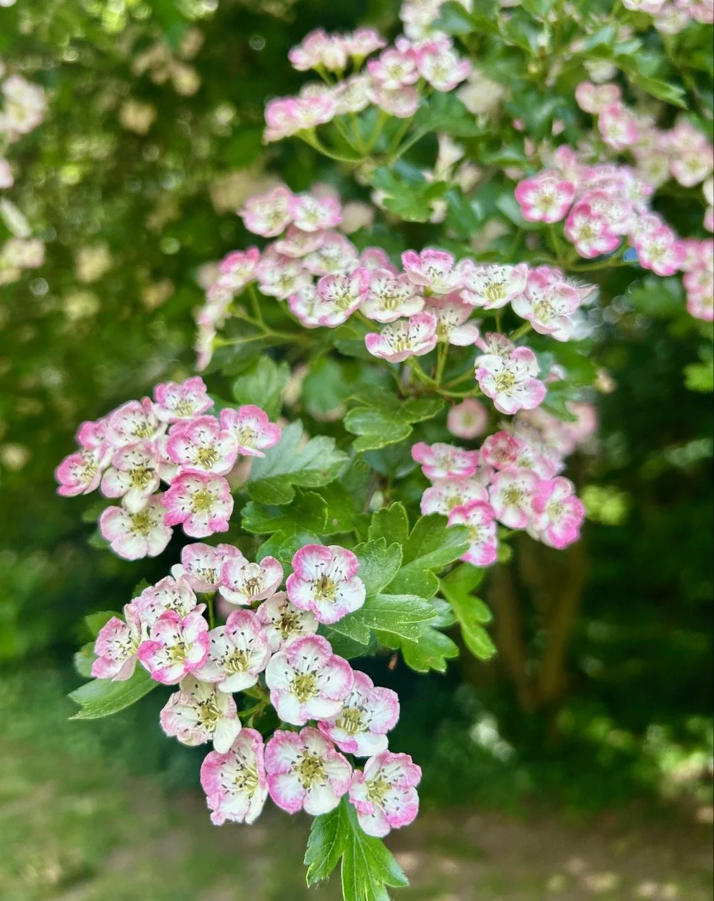 Pink edged hawthorn blossom