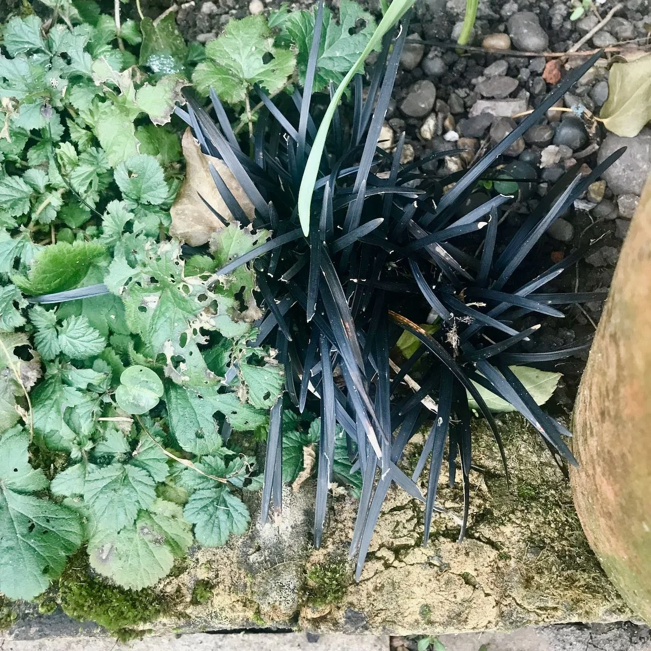 Black grass and nibbled green leaves edging the patio