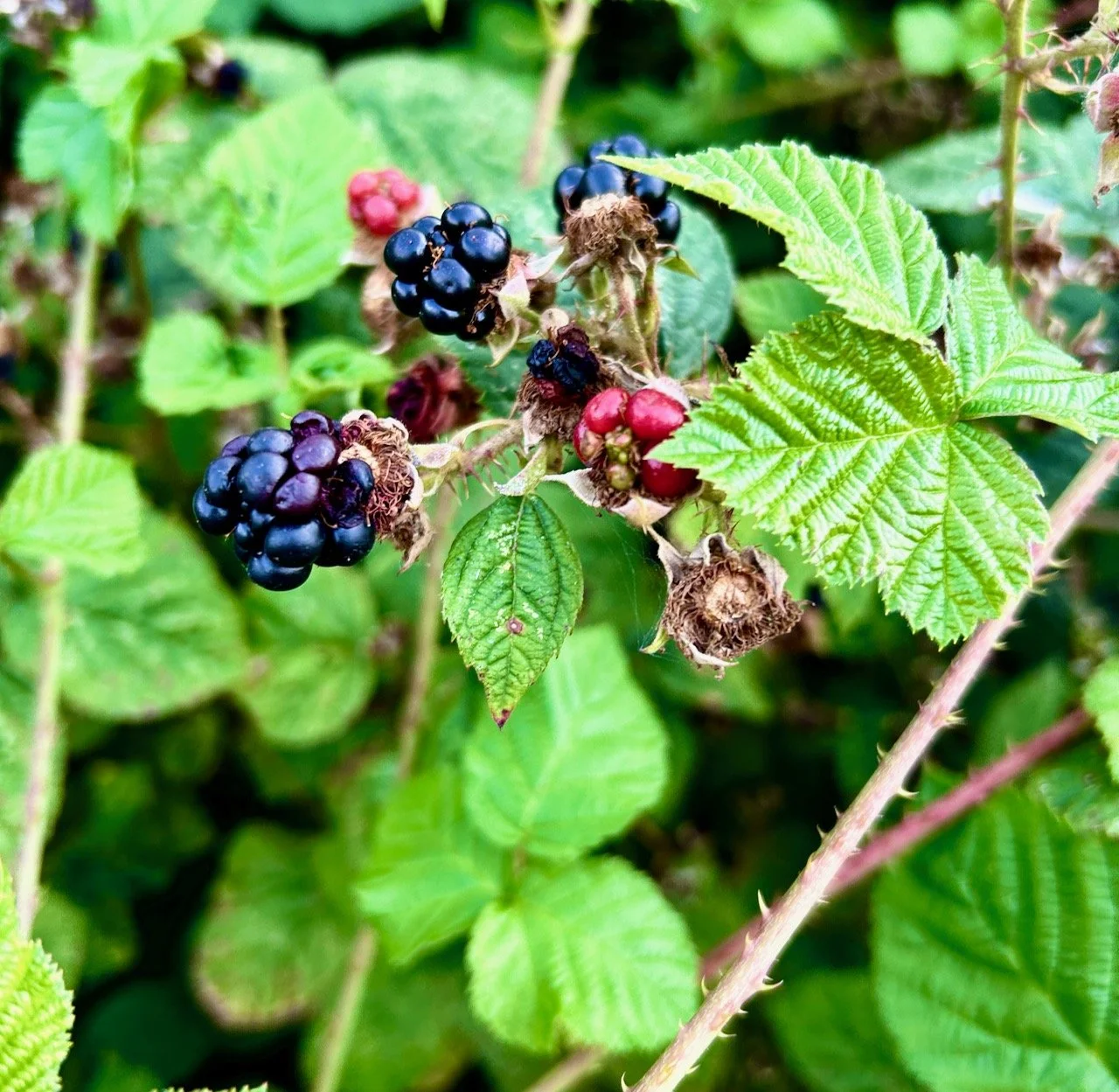 Blackberries ready to pick, and some we've already missed out on
