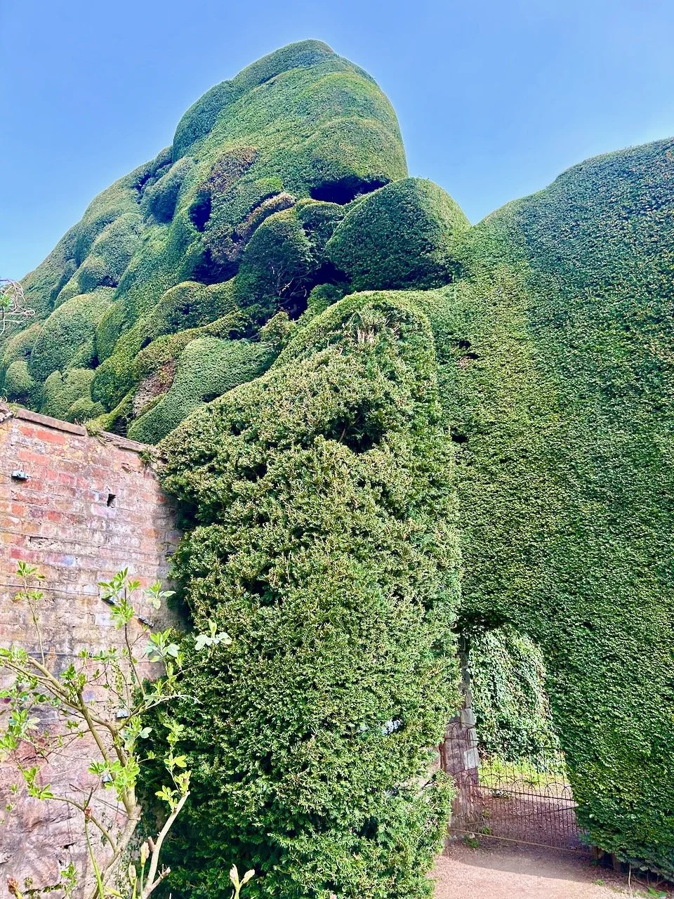 A gateway cut into the yew topiary which towers above the 8ft+ brick wall and beyond