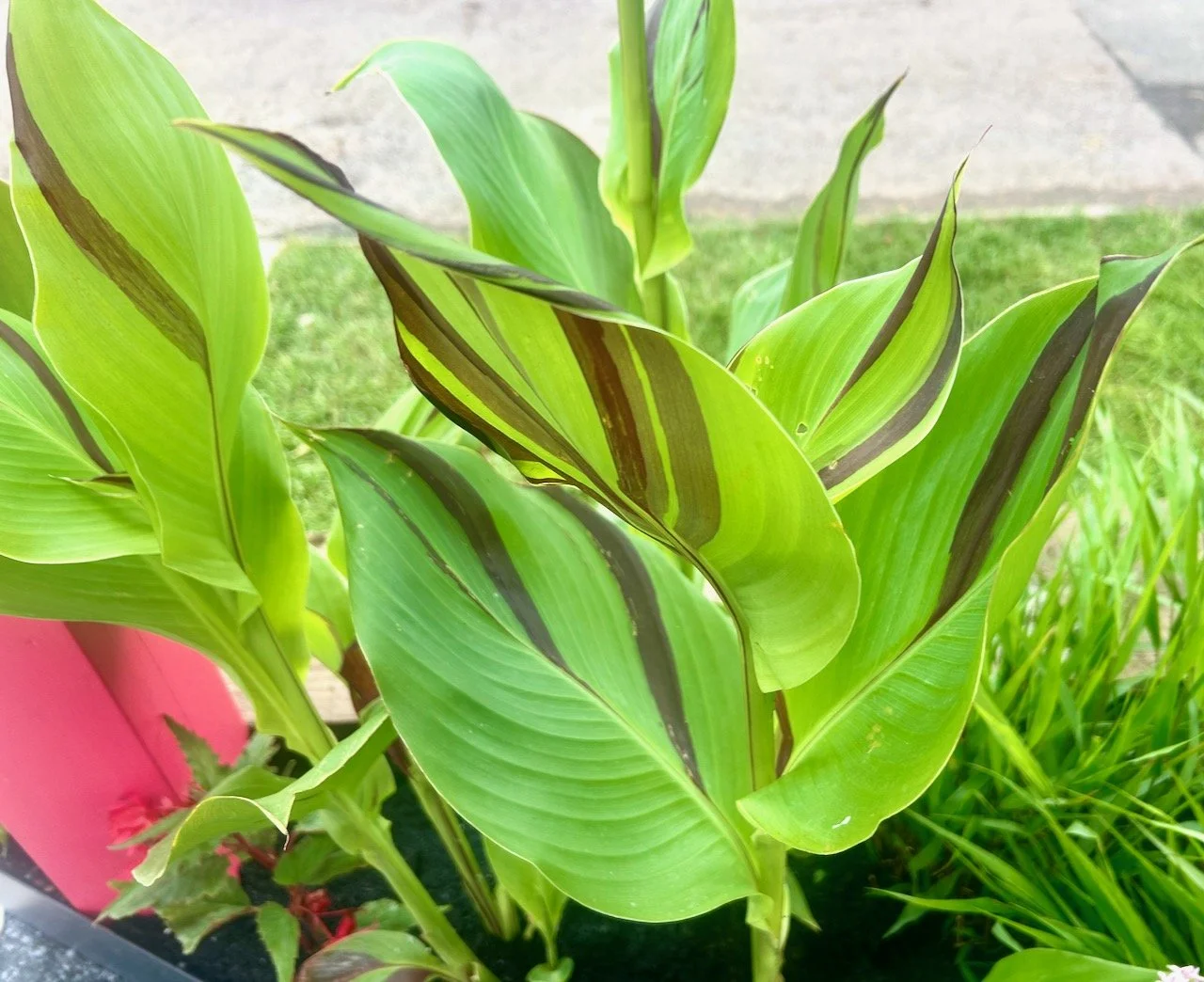 The green and dark red striped leaves of one of the tropical plants