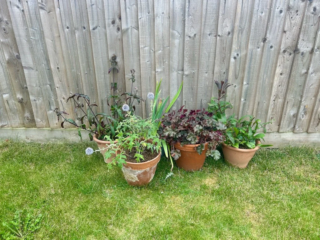 Trying out  a group of cottage garden type plants in pots alongside the fence