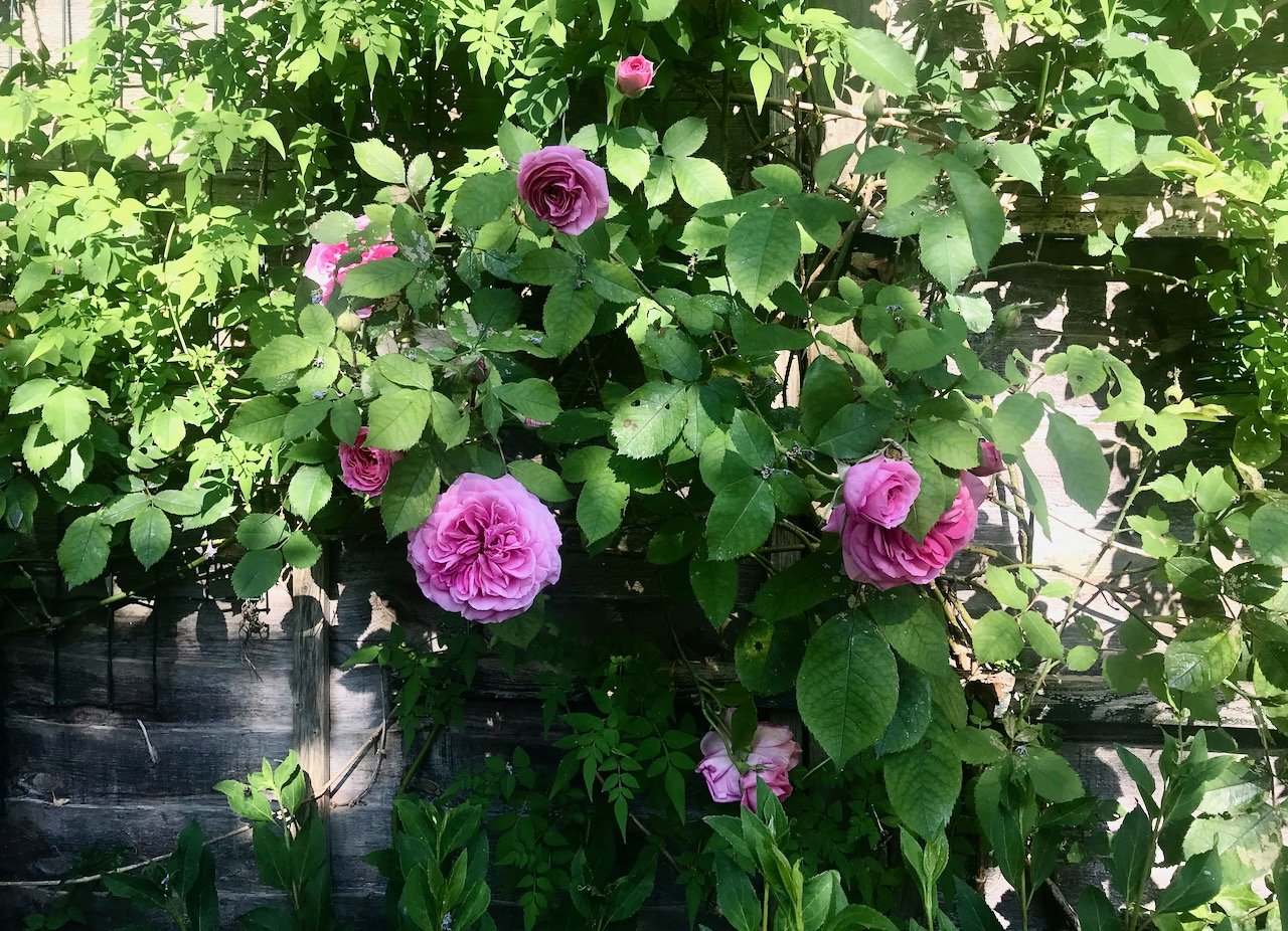 Our pink Gertrude Jekyll rose flowering alongside the patio (and disguising the fence)