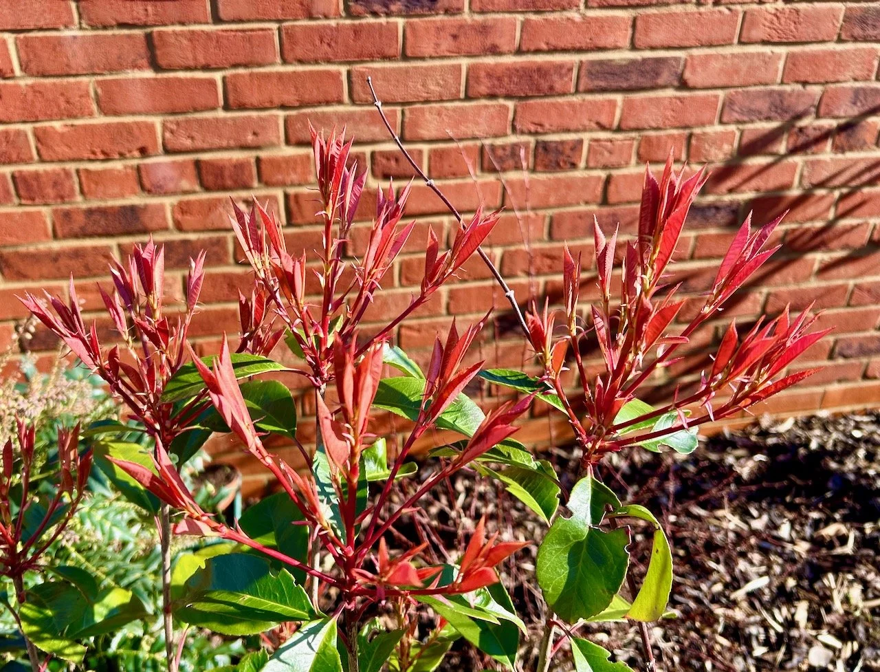 The red tipped 'red robin' bush providing plenty of colour in the beds and against the brick wall
