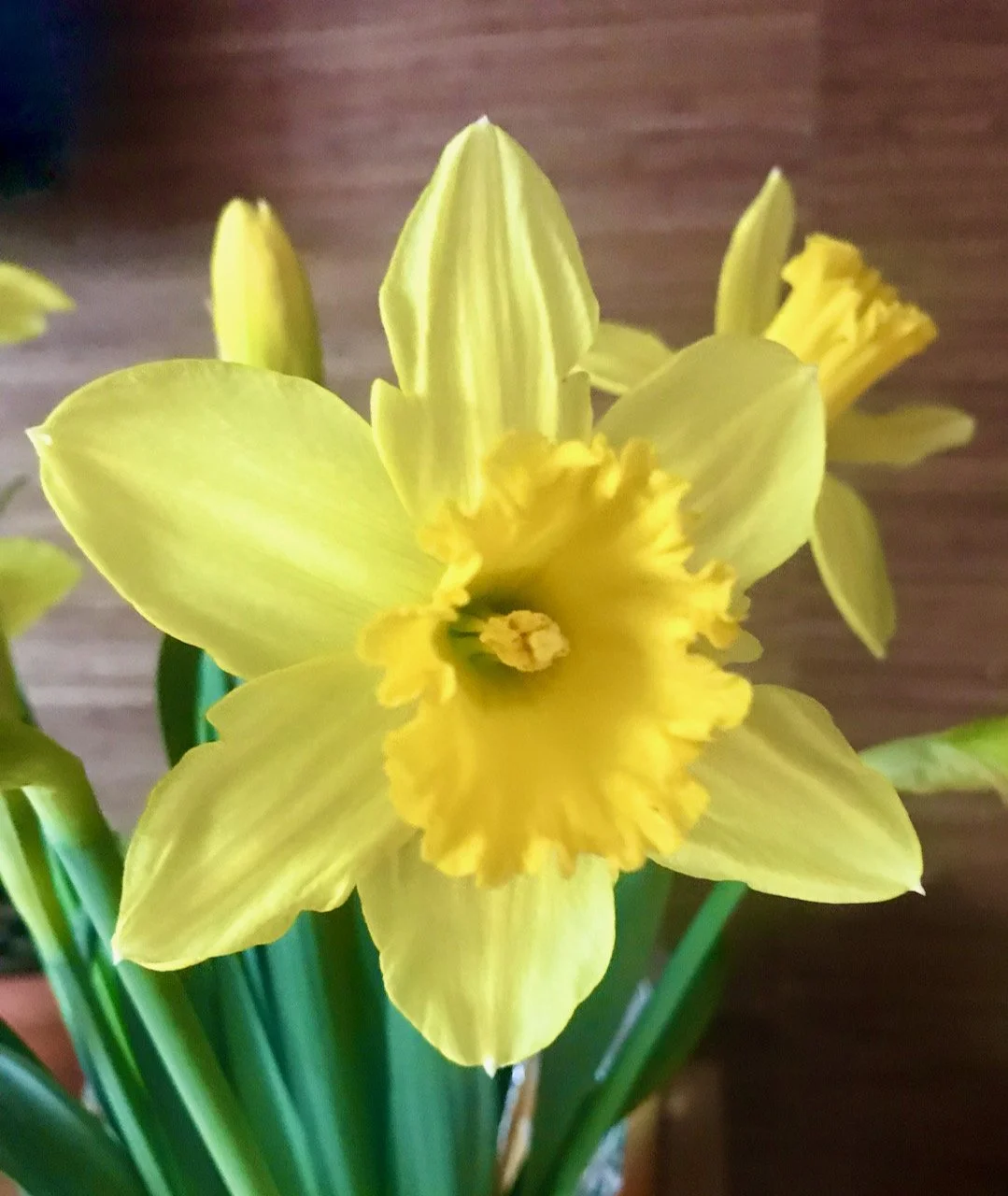A fully opened daffodil