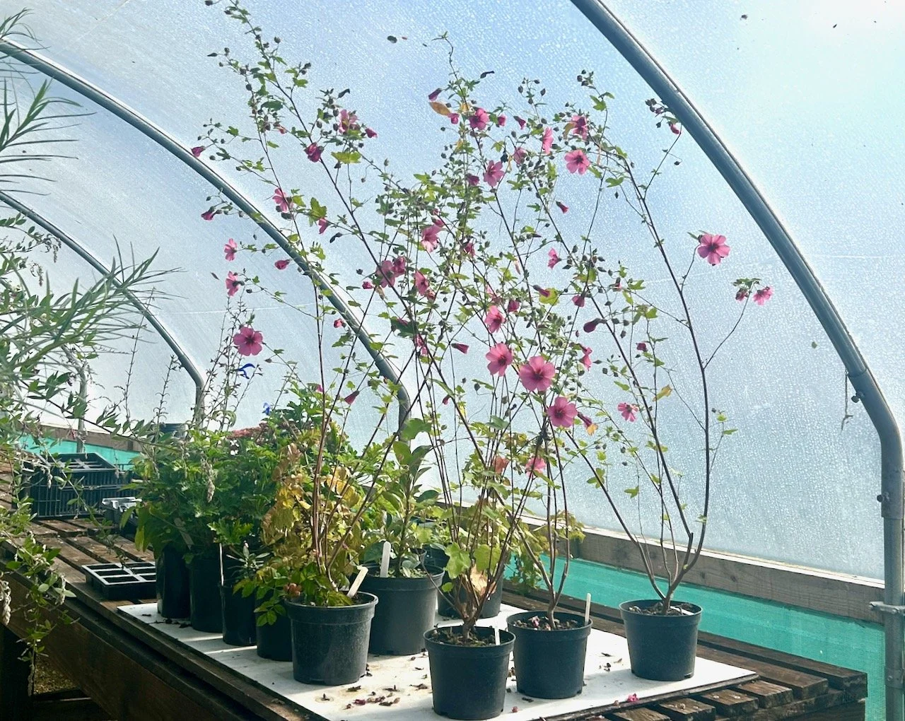 The three potted plants with pink flowers against the outer covering of the polytunnel