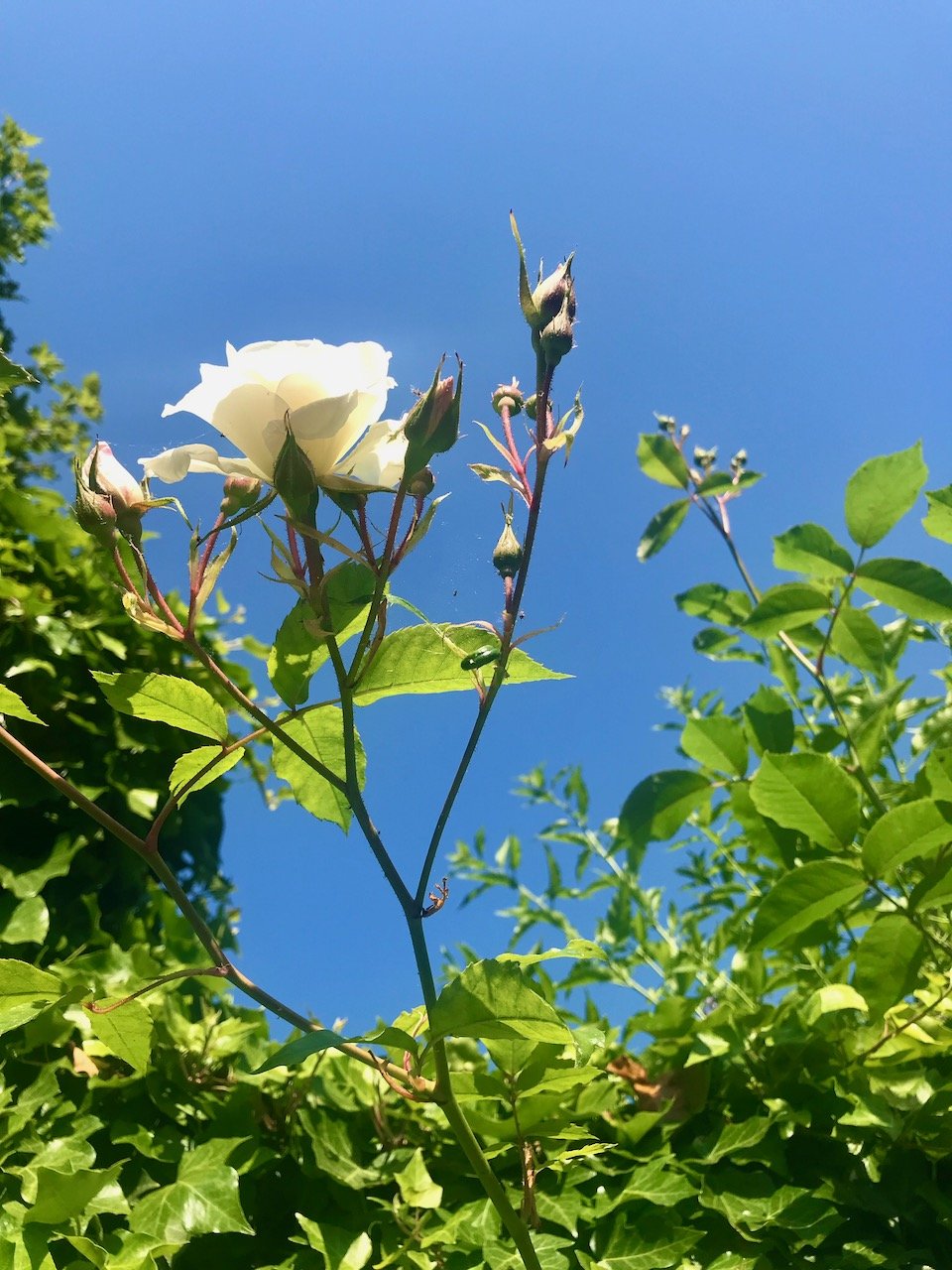 A white rose and rosebuds towering over the fence with a very blue sky as a backdrop