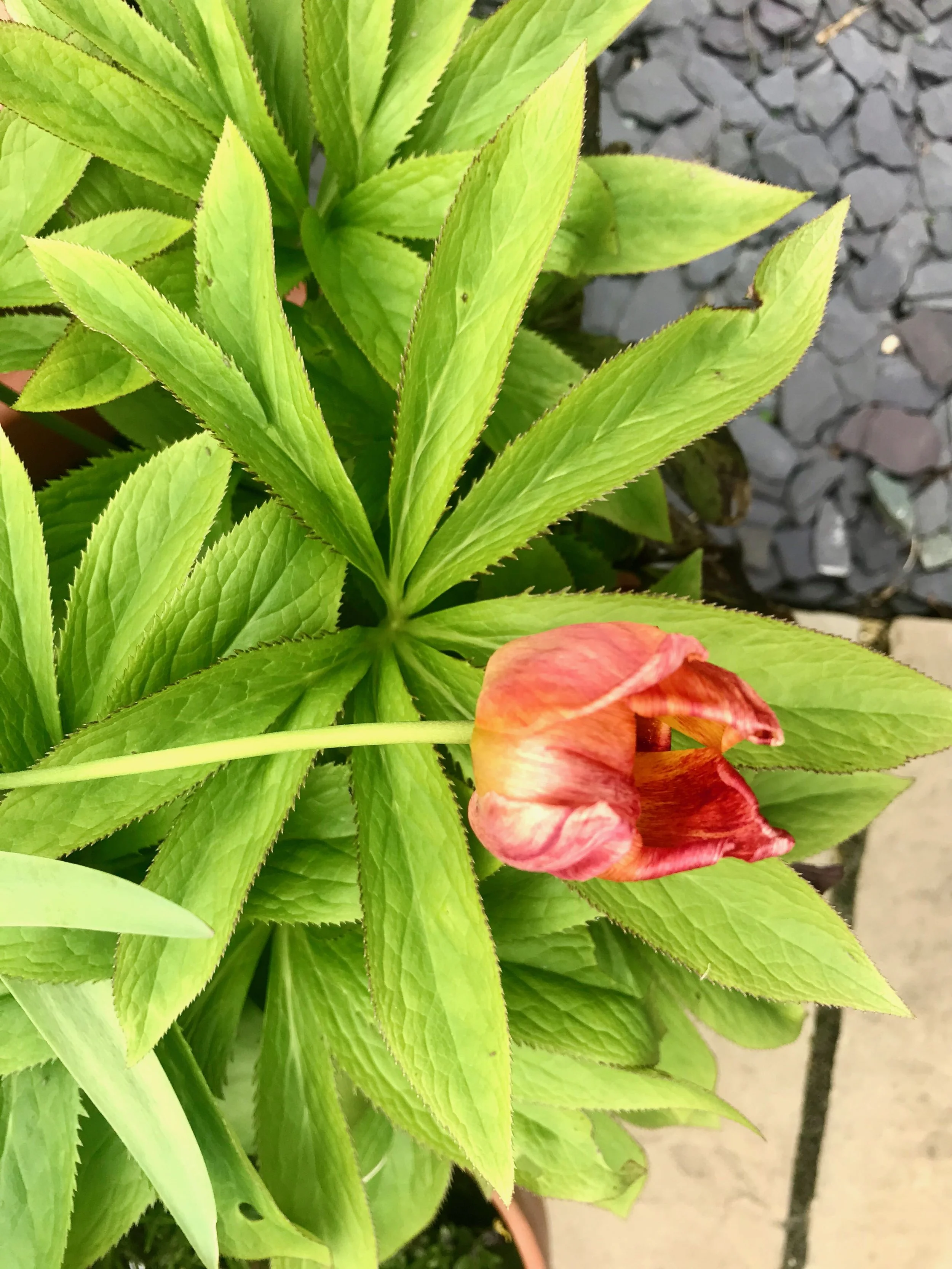 A tulip flopped over the hellebore leaves - the wind was clearly too much that day