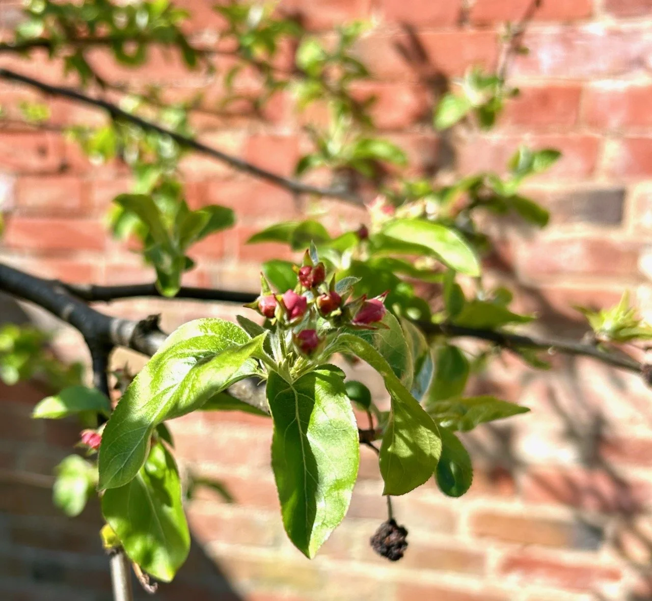 the start of the crab apple blossom