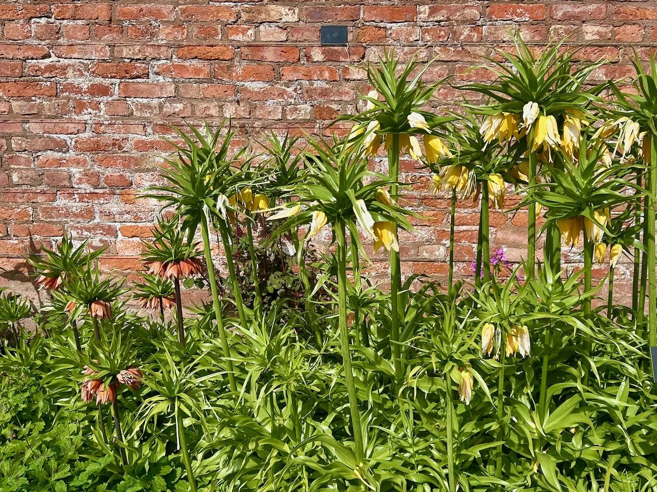 Imperial fritillaries seem to be my flower this spring, and that's no bad thing