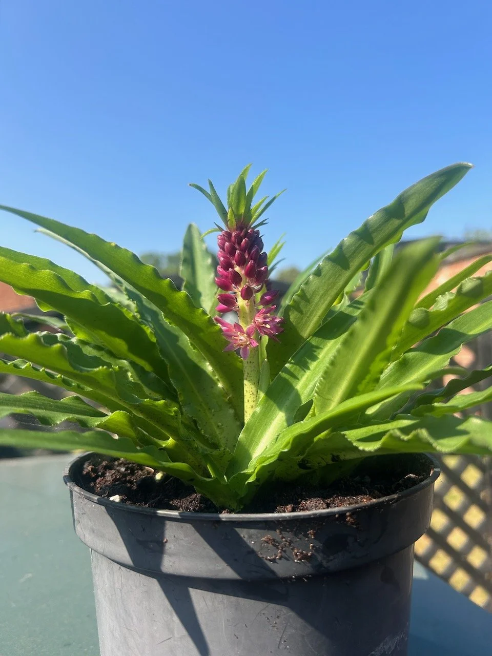 the pineapple like flowers on my eucomis - or pineapple lily