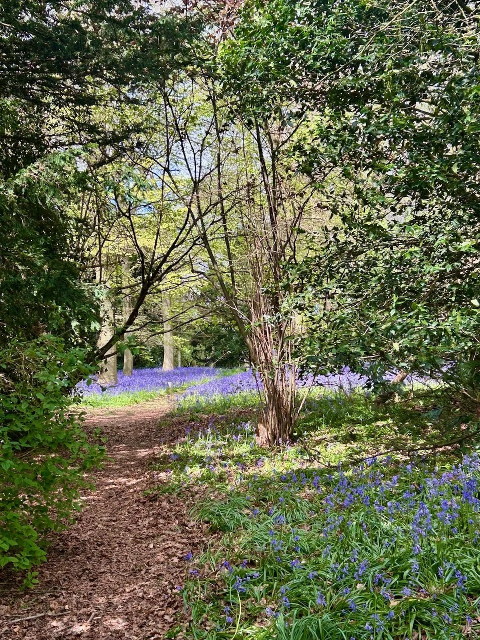 Bluebells in the grounds at Flintham Hall, Nottinghamshire