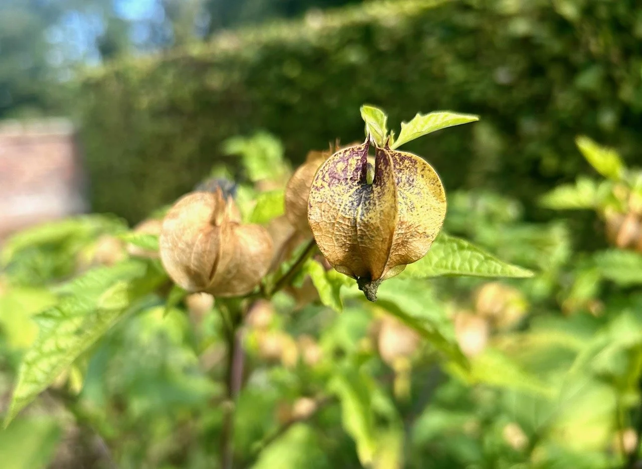 The papery lanterns of the physallis starting to turn brown
