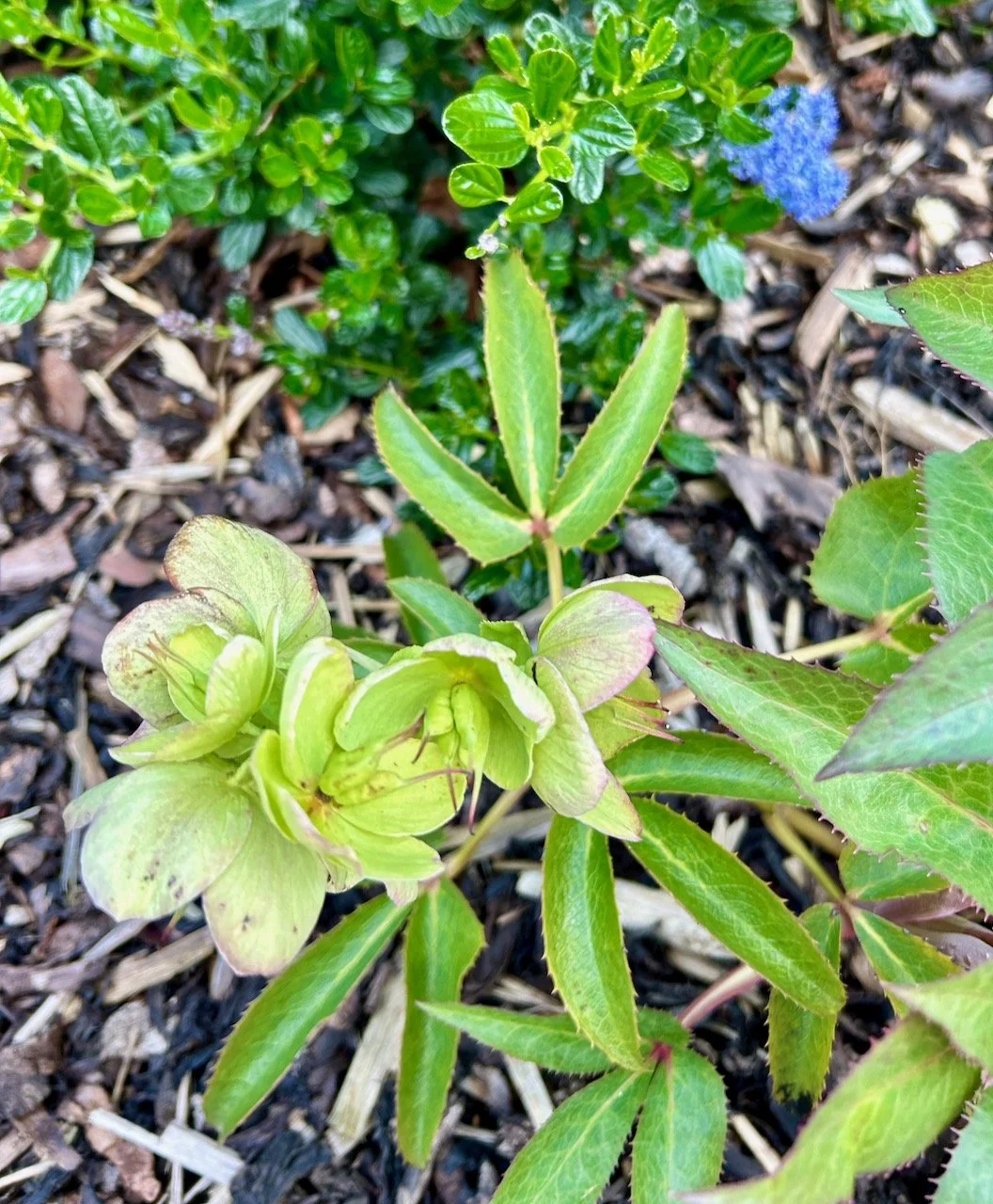 The pale green hellebores are still flowering just in front of the ceanothus bush